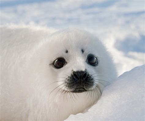 can baby seals be heard